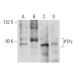 PTPε Antibody (G-2) - Western Blotting - Image 357324