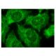 PTPκ Antibody (H-3) - Immunofluorescence - Image 152339 