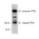 PTPκ Antibody (H-3) - Western Blotting - Image 149677