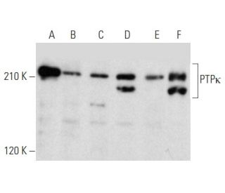 PTP&kappa; Antibody (H-3) - Western Blotting - Image 357368 