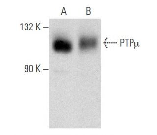 PTP&micro; Antibody (BK2) - Western Blotting - Image 358429 