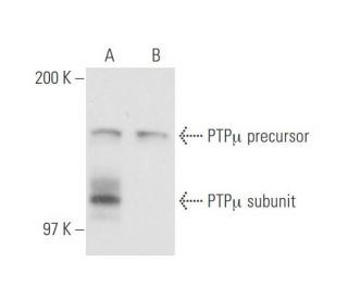 PTP&micro; Antibody (SBK10) - Western Blotting - Image 57855