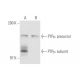 PTPµ Antibody (SBK10) - Western Blotting - Image 57855