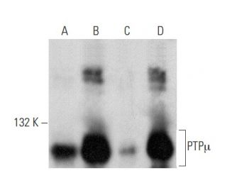 PTP&micro; Antibody (SK15) - Western Blotting - Image 358426 