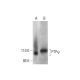 PTPψ Antibody (E-2) - Western Blotting - Image 292078