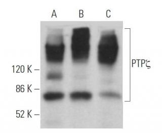 PTP&zeta; Antibody (122.2) - Western Blotting - Image 363196 