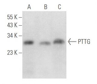 PTTG Antibody (3F313) - Western Blotting - Image 357695 