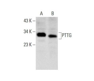 PTTG Antibody (DCS-280) - Western Blotting - Image 144844 