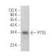 PTTG Antibody (G-9) - Western Blotting - Image 362901