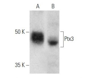 Ptx3 Antibody (C-10) - Western Blotting - Image 357007 