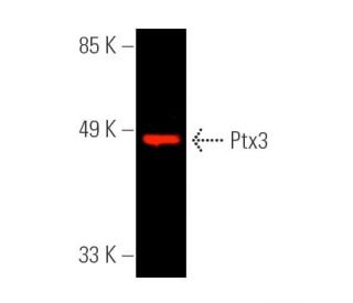 Ptx3 Antibody (C-10) - Western Blotting - Image 390243