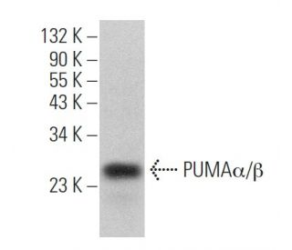 PUMAα/β Antibody (G-3) - Western Blotting - Image 361138