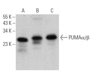 PUMAα/β Antibody (G-3) - Western Blotting - Image 361126