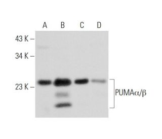 PUMA&alpha;/&beta; Antibody (G-3) - Western Blotting - Image 311931 
