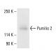 Pumilio 2 Antibody (A-10) - Western Blotting - Image 411786
