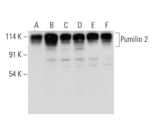 Pumilio 2 Antibody (C-8) - Western Blotting - Image 314104 