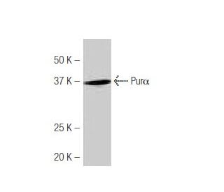 Purα Antibody (80-L) - Western Blotting - Image 53892SAM Transcription Activation: SAM system utilizing dCas9-VP64, MS2-P65-HSF1, and sgRNA for precise gene transcription activation.