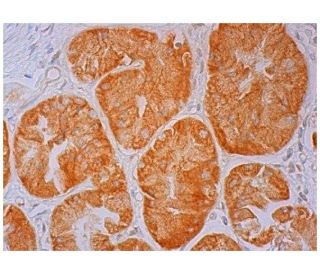 PUS1 Antibody (A-4) - Immunohistochemistry - Image 298947 