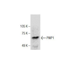 PWP1 Antibody (C-5) - Western Blotting - Image 286860 