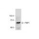 PWP1 Antibody (C-5) - Western Blotting - Image 286860 