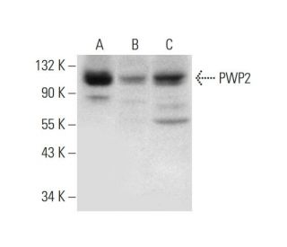 PWP2 Antibody (H-7) - Western Blotting - Image 304930 