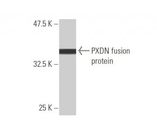 PXDN Antibody (2C11) - Western Blotting - Image 348886