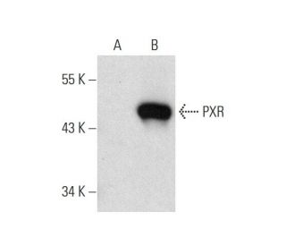 PXR Antibody (G-11) - Western Blotting - Image 132174