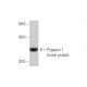 Pygopus 1 Antibody (3E1) - Western Blotting - Image 349553
