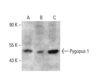Pygopus 1 Antibody (3E1) - Western Blotting - Image 384232 