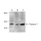 Pygopus 1 Antibody (3E1) - Western Blotting - Image 384232 