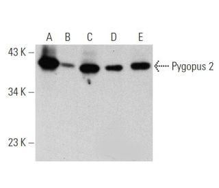 Pygopus 2 Antibody (B-8) - Western Blotting - Image 359582