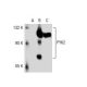 PYK2 Antibody (Y-129) - Western Blotting - Image 37075