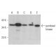 pyridoxal kinase Antibody (E-2) - Western Blotting - Image 376309 