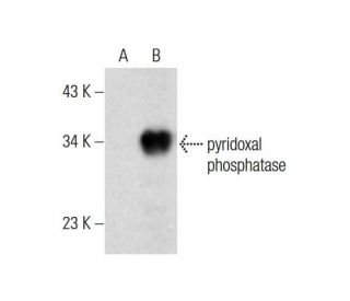 pyridoxal phosphatase Antibody (A-11) - Western Blotting - Image 128924 