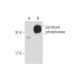 pyridoxal phosphatase Antibody (B-3) - Western Blotting - Image 128606