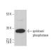 pyridoxal phosphatase Antibody (B-3) - Western Blotting - Image 378481 