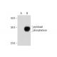 pyridoxal phosphatase Antibody (D-12) - Western Blotting - Image 131322