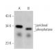 pyridoxal phosphatase Antibody (D-12) - Western Blotting - Image 375089 