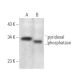 pyridoxal phosphatase Antibody (D-12) - Western Blotting - Image 375092 