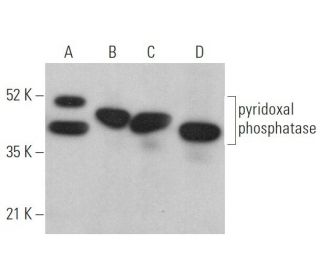 pyridoxal phosphatase Antibody (F-2) - Western Blotting - Image 373141 