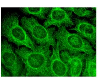 pyridoxal phosphatase Antibody (H-5) - Immunofluorescence - Image 315723 