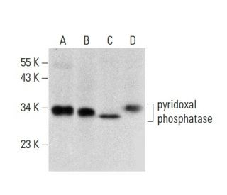pyridoxal phosphatase Antibody (F-2) - Western Blotting - Image 135844