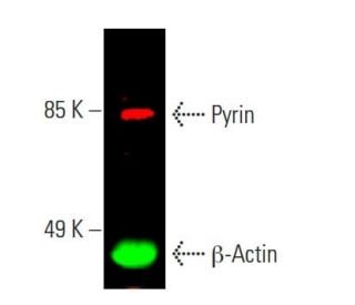 Pyrin Antibody (C-11) - Western Blotting - Image 388232 