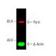 Pyrin Antibody (C-11) - Western Blotting - Image 388232 