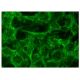 QAPRTase Antibody (ZN-17) - Immunofluorescence - Image 152180