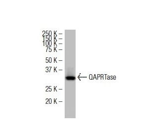QAPRTase Antibody (ZN-17) - Western Blotting - Image 34183 