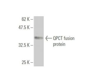 QPCT Antibody (4E11) - Western Blotting - Image 349549