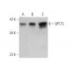 QPCTL Antibody (B-3) - Western Blotting - Image 359565 
