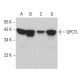 QPCTL Antibody (B-3) - Western Blotting - Image 379475 