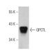 QPCTL Antibody (B-3) - Western Blotting - Image 386905